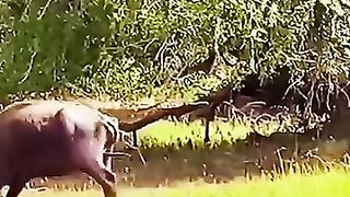 Wild Animal Fight