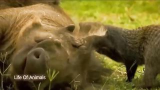So Sad Warthog Mother Goes Uncontrollably Crazy When She Witnesses Her Child Being Tortured By Ea.