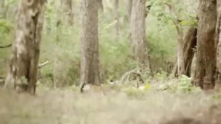 Very sad 10 moments of a leopard being injured fighting wild animals and what will happen next.