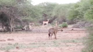 The boar's bravery wise The boar cleverly tricks the hyena into charging into the depths the cl.