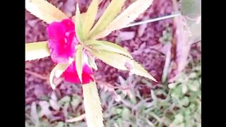 Beautiful Flower