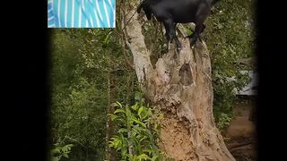 I now know that goats also climb trees