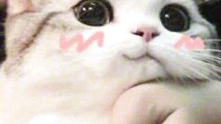Cute Cat Japanese Dubbed