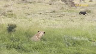 Amazing Counterattack! Super Warthog Alone Fight Back And Knock Down Hungry Leopard To Escape.