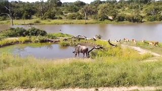 OMG! Super Wildebeest Counterattacks Strongly To Defeat Hungry Crocodile And Agg.