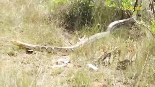 Lion Hunting Plan Failed! Python Must Pay With His Life For His Stupidity Pyth.