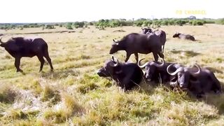 Steal Buffalo Plan Failed! Tiger Must Pay With His Life When Foolishly Hunting Buffalo Of Aborigines.