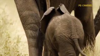 The Elephant Madly Kills The Lions To Avenge The Death Of The Baby Elephant - Lion vs Elephant.