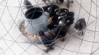 A hen to farm