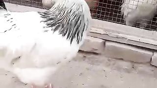 A white hen to farm