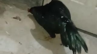 A black hen to farm