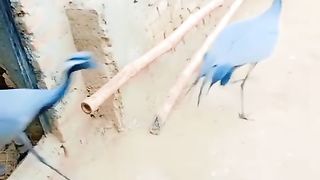 The blue koonj