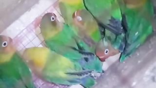 Parrot in cage