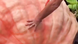 a very large pumpkin
