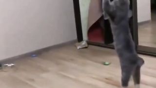 Cat's funny video