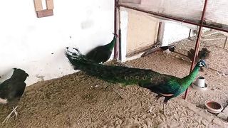 The green peacock