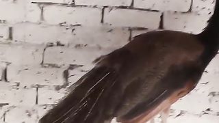 A bird that is purched