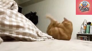 Funniest video Cat & Dog 2024