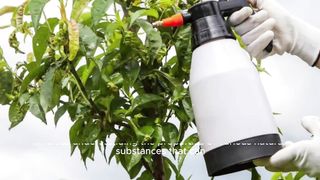 Development of a powerful natural insecticide for home use ingredients, composition and application