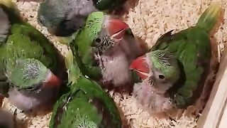 Green parrots in the