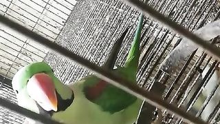 Red beak green ????