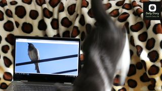 Cute cat playing with laptop????