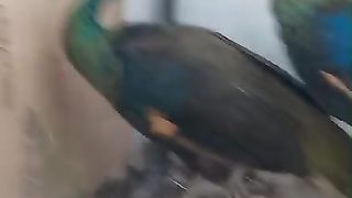 Very good beak beautiful
