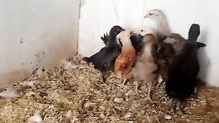 In the animals school