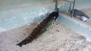 Beautiful long tail of a peacock