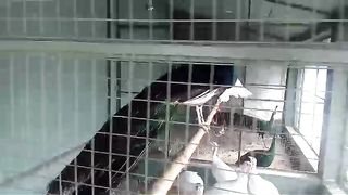 Green peacock and white peacock