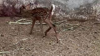 The deer with kid