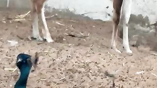 Very beautiful peacock pair