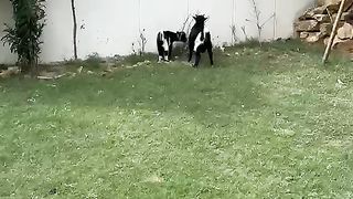 A long lawn