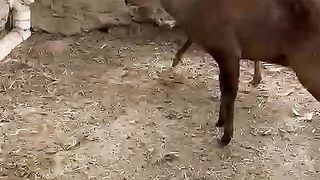 Laama and tortoise