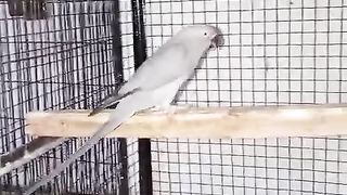 The cage and cage ll animal