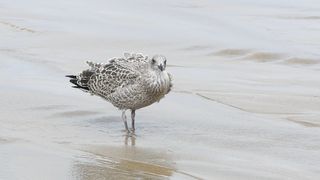 Bird wonderful experiences