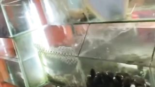 a stingray that is randomly spraying water comes out