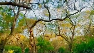 প্রকৃতি কন্যা সিলেট
