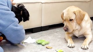 funny video
