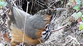 Bird meeting