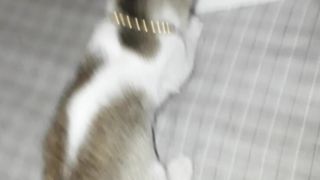 Cat full