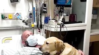 Man’s dog was by his side the entire time he was at the hospital