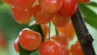 Fruits vlog 01