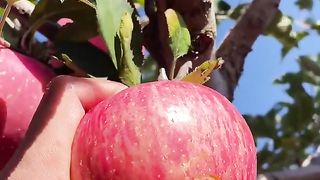 Fresh apple fruits
