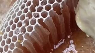 NATURAL HONEYCOMB IN PURE NATURAL BEAUTY