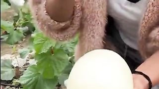 Fruits vlog 02