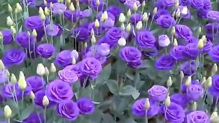 Amazing Rose Flowers