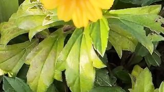 The beauty of nature