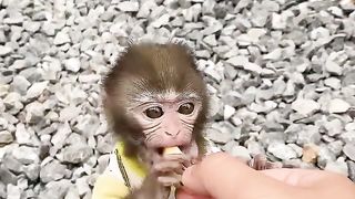 #monkey #memes #cutebaby #animals #trendingshorts #animal #monkeybaby #socute #babycute #funny.