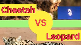 What would you prefer? cheetah VS leopard